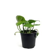 Pothos, 4in, Emerald