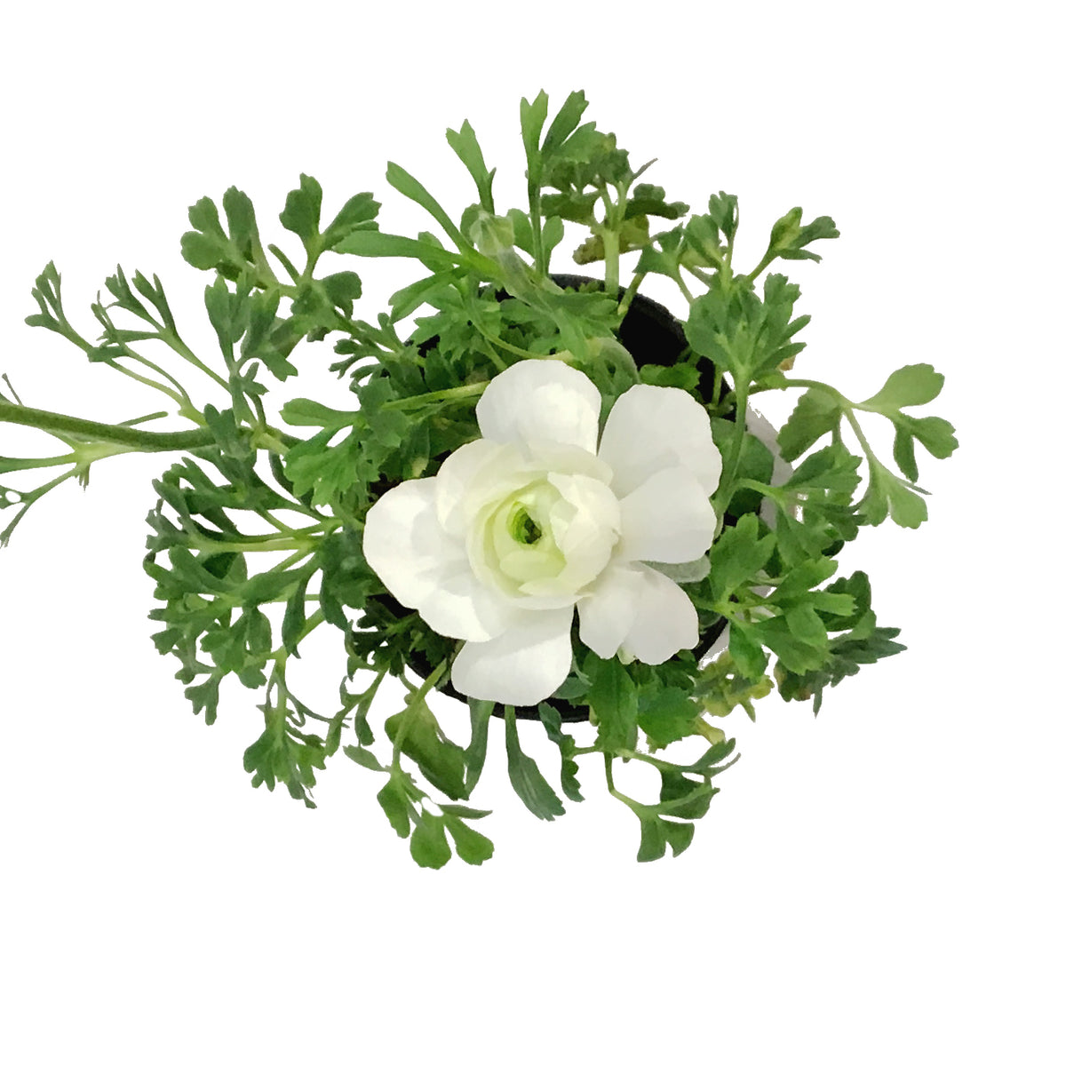 Ranunculus, 4in, Potted, Assorted Colours