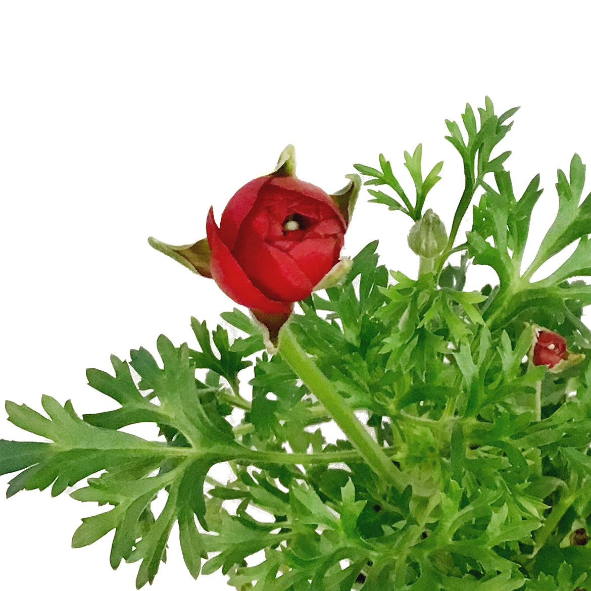 Ranunculus, 4in, Potted, Assorted Colours