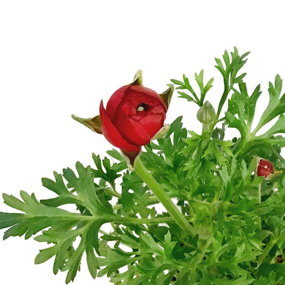 Ranunculus, 4in, Potted, Assorted Colours
