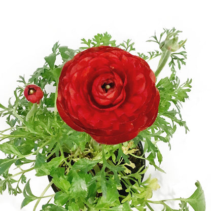 Ranunculus, 4in, Potted, Assorted Colours
