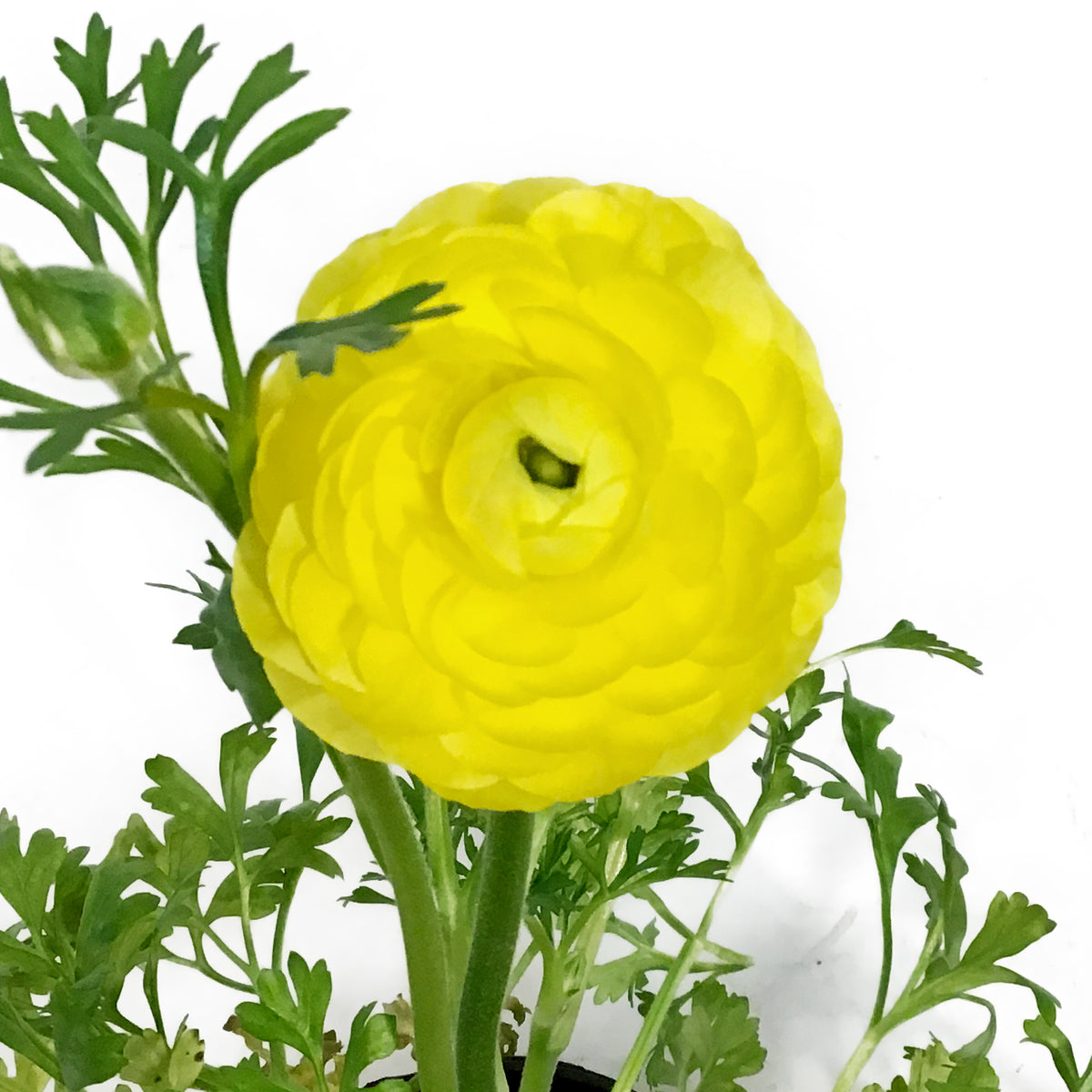 Ranunculus, 4in, Potted, Assorted Colours