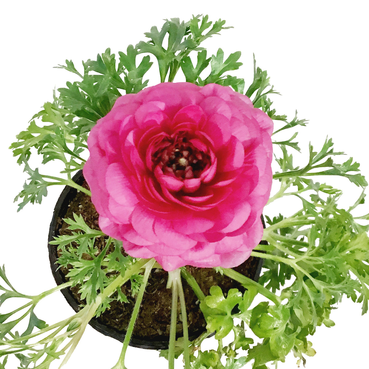 Ranunculus, 4in, Potted, Assorted Colours
