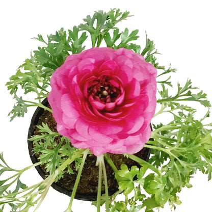 Ranunculus, 4in, Potted, Assorted Colours
