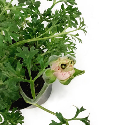 Ranunculus, 4in, Potted, Assorted Colours