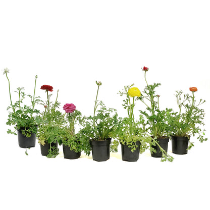 Ranunculus, 4in, Potted, Assorted Colours