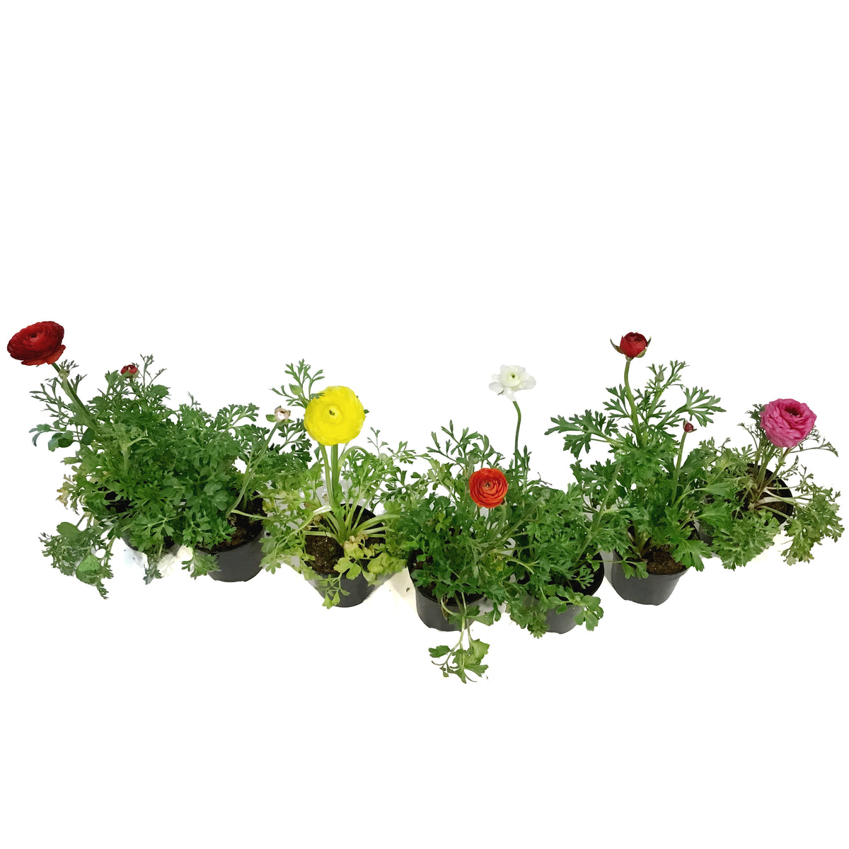 Ranunculus, 4in, Potted, Assorted Colours