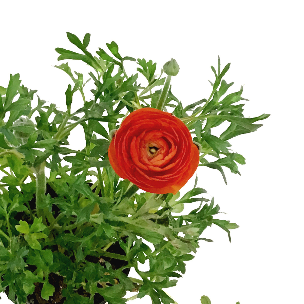 Ranunculus, 4in, Potted, Assorted Colours