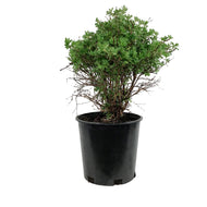 Potentilla, 2 gal, Gold Star