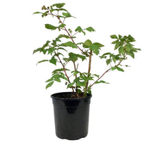 Load image into Gallery viewer, Raspberry, 1 gal, Pathfinder
