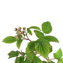 Load image into Gallery viewer, Raspberry, 1 gal, Pathfinder

