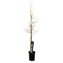Load image into Gallery viewer, Russian Olive, 5 gal, Tree
