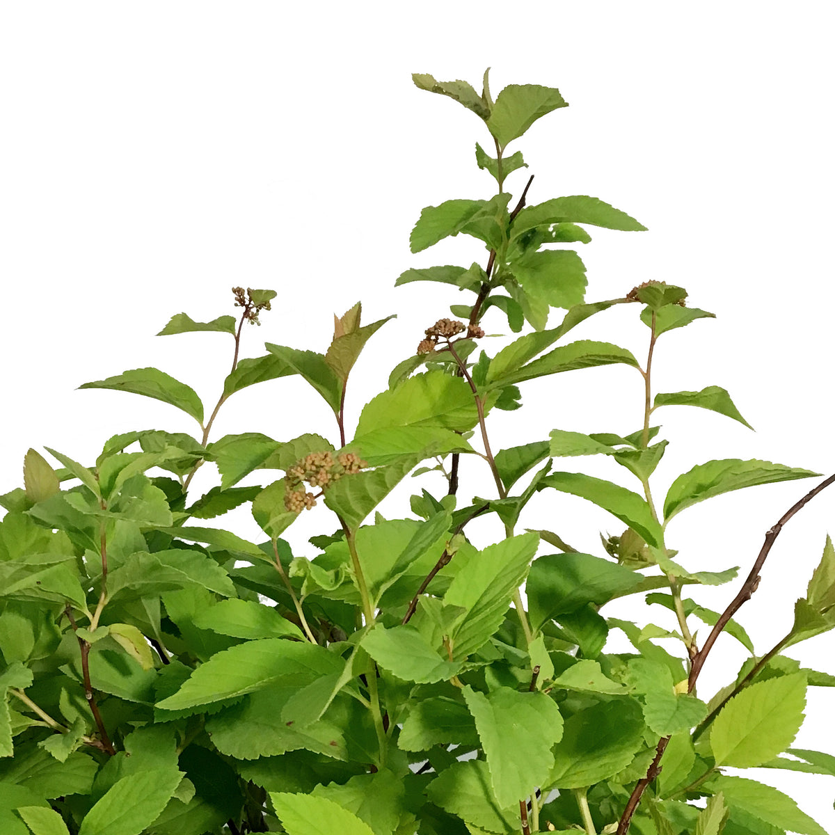 Spirea, 2 gal, Fritschiana