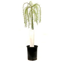 Load image into Gallery viewer, Caragana, 5 gal, Walker Weeping Top-Graft
