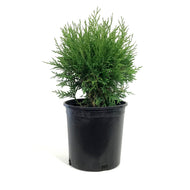 Cedar, 2 gal, Globe