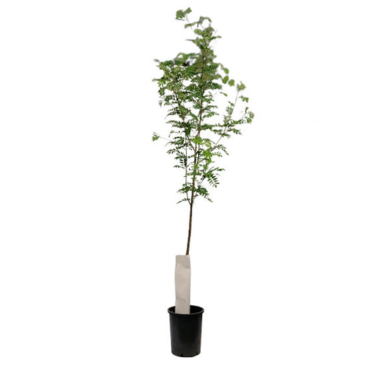 Mountain Ash, 5 gal, Black Hawk