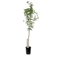 Mountain Ash, 5 gal, Black Hawk