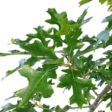 Load image into Gallery viewer, Northern Pin Oak, 5 gal, Shooting Star™
