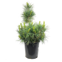 Load image into Gallery viewer, Pine, 2 gal, Swiss Stone
