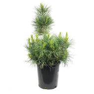Pine, 2 gal, Swiss Stone