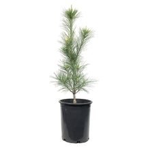 Load image into Gallery viewer, Pine, 5 gal, White, Columnar
