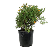 Load image into Gallery viewer, Potentilla, 2 gal, Sunset
