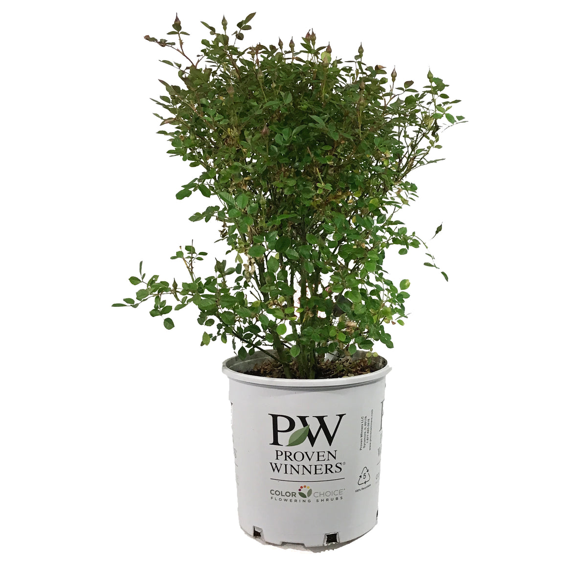 Rose, 2 gal, Oso Easy® Hot Paprika®