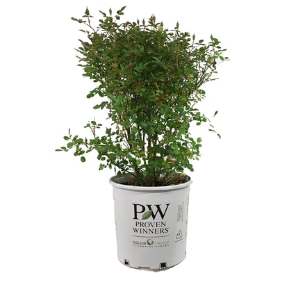 Rose, 2 gal, Oso Easy® Hot Paprika®