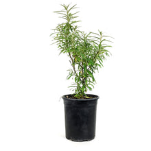 Load image into Gallery viewer, Sea Buckthorn, 1 gal, Gus (Male)
