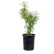 Sea Buckthorn, 1 gal, Gus (Male)