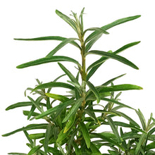 Load image into Gallery viewer, Sea Buckthorn, 1 gal, Gus (Male)
