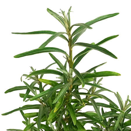 Sea Buckthorn, 1 gal, Gus (Male)