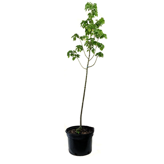 Linden, 7 gal, Harvest Gold®