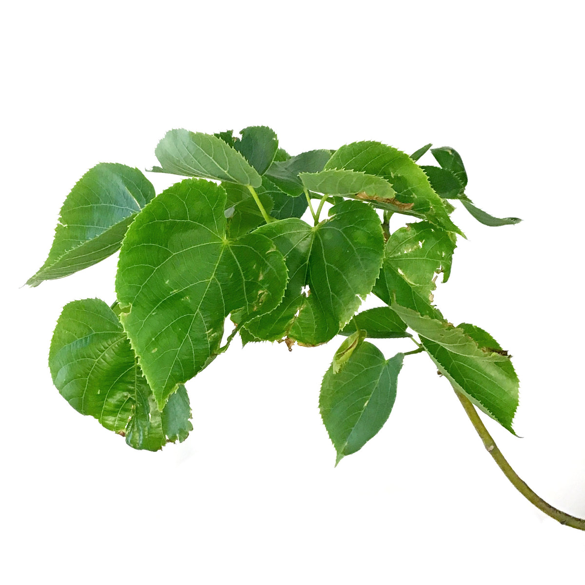 Linden, 7 gal, Harvest Gold®
