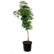 Ohio Buckeye, 7 gal