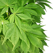 Load image into Gallery viewer, Ohio Buckeye, 7 gal

