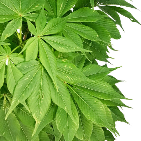 Ohio Buckeye, 7 gal