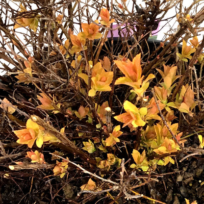 Spirea, 2 gal, Dakota Goldcharm®