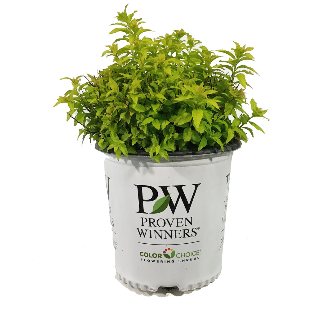 Spirea, 2 gal, Double Play® Gold