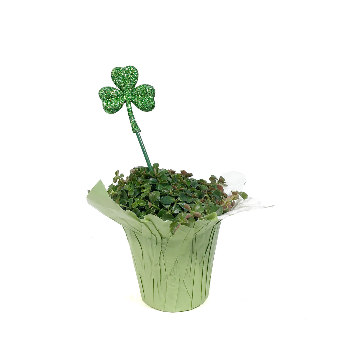 Pilea, 4in, Sao Paulo w/St. Patrick's Day Pick