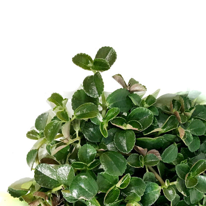 Pilea, 4in, Sao Paulo w/St. Patrick's Day Pick