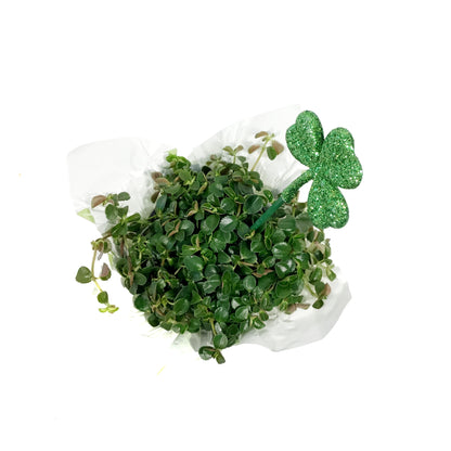 Pilea, 4in, Sao Paulo w/St. Patrick's Day Pick