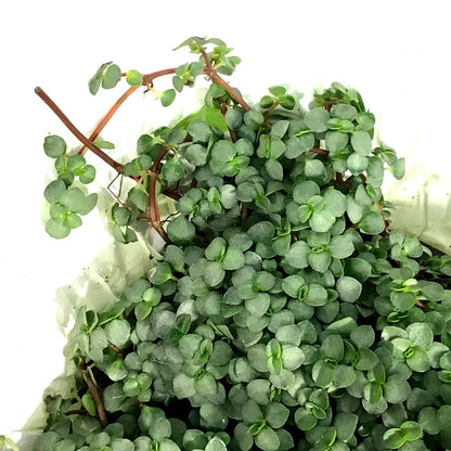 Pilea, 4in, Aquamarine w/St. Patrick's Day Pick