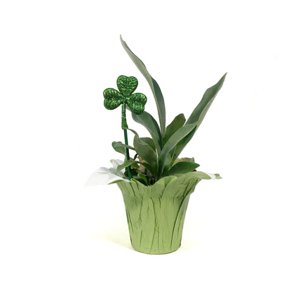 Fern, 4in, Staghorn w/St. Patrick's Day Pick
