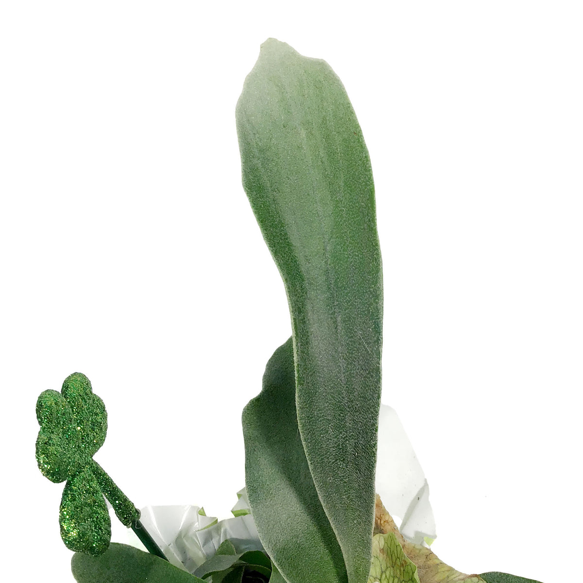 Fern, 4in, Staghorn w/St. Patrick's Day Pick
