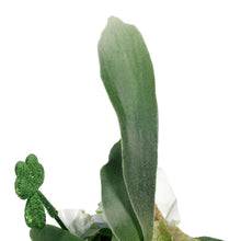 Load image into Gallery viewer, Fern, 4in, Staghorn w/St. Patrick&#39;s Day Pick
