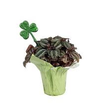 Load image into Gallery viewer, Pilea, 4IN, Norfolk , w/St. Patrick&#39;s Day Pick
