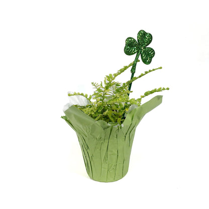 Fern, 4in, Boston w/St. Patrick's Day Pick