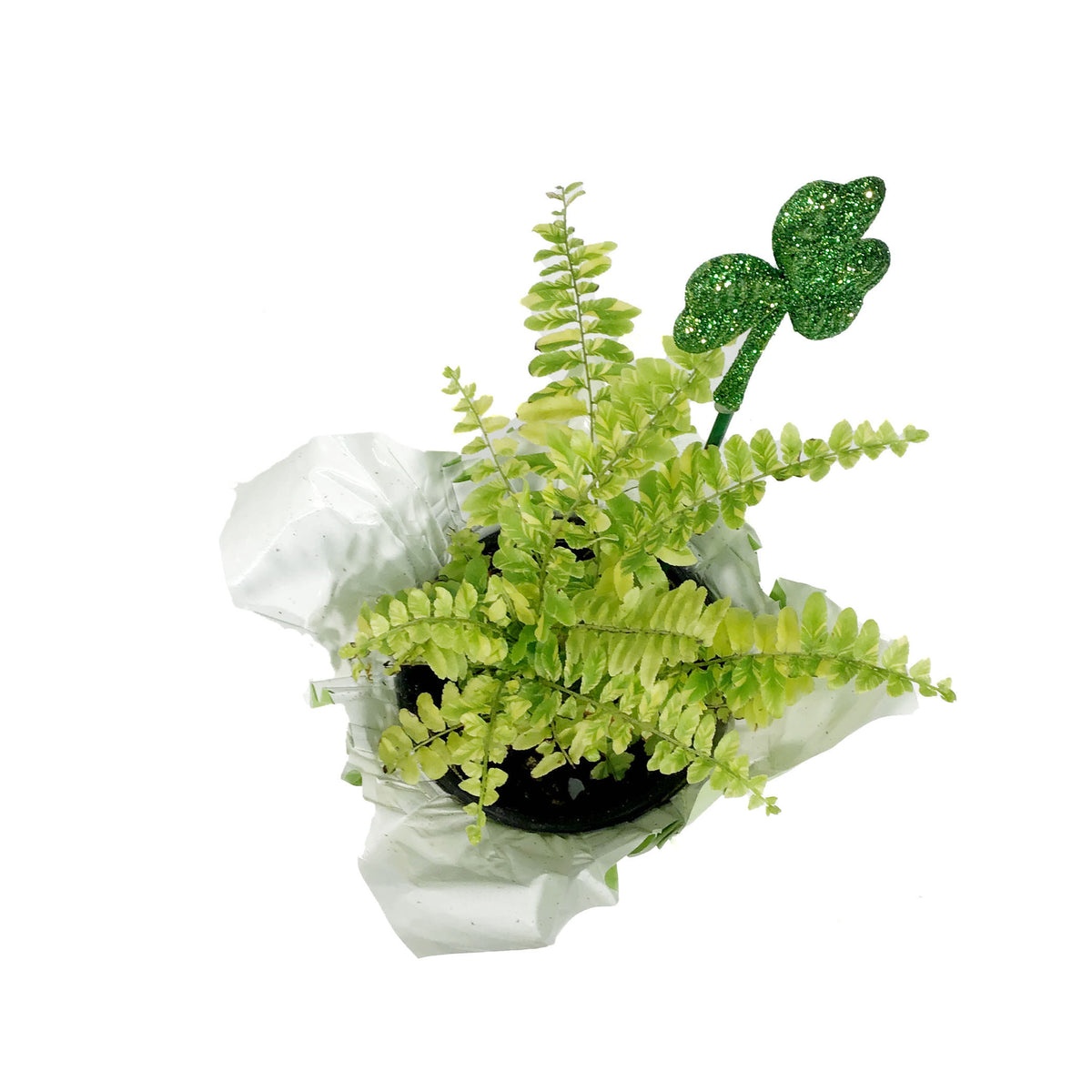 Fern, 4in, Boston w/St. Patrick's Day Pick