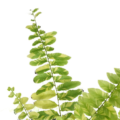 Fern, 4in, Boston w/St. Patrick's Day Pick